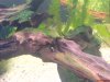 algennature_575.jpg