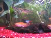 Aquarium 017_b.jpg
