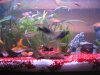 Aquarium 014_b.jpg