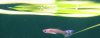 Guppy krank 2.jpg