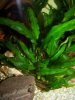 Cryptocoryne beckettii2.JPG