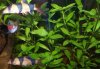 Ludwigia repens.JPG