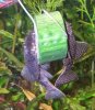 ancistrus-concombre1.jpg