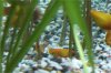 kranker_Platy2.jpg