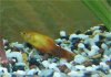 kranker_Platy1.jpg