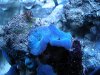 Blaue Scheibenanemonen.jpg