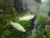 Fisch und Nihat 032.jpg