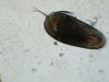 Ostracod00003.JPG