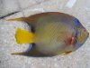 Aquarium-Fischbecken-Holacanthus ciliaris - Diadem- Prachtkaiserfisch-16.1.09-011.jpg