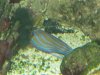 Aquarium-Fischbecken-Pomacanthus annularis - Ringkaiserfisch-15.1.09-001.jpg