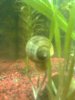 Schnecke 1.jpg