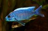 Unser_Sciaenochromis_ahli.jpg