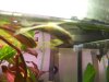 guppy1.jpg
