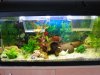 Aquarium kleiner.jpg