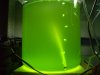 Phytoplankton- Zucht.jpg