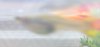 Guppy 243.JPG