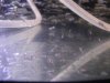 2008_1116Apistogramma0013.JPG