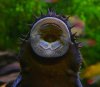 Echinodoren-Killer.jpg