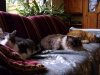 katzen.jpg