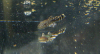 628_antennenwels_1.png