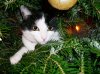 Kater 1.JPG