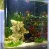 Aquarium_16_01_2010.jpg