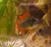 männchen 3.JPG