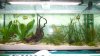 Aquarium 010.JPG