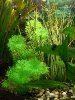 DSCF1510_150x200.JPG