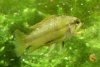 apisto.jpg