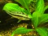 apistogramma.jpg