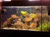 Eckaquarium3.jpg