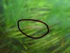 N. marginatus_8.10..jpg