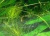 marginatus15.10..jpg