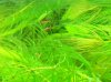 marginatus15.10._04.jpg