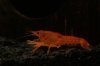 Cambarellus patzcuarensis sp. orange.jpg