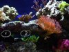 Anemone wandert.jpg