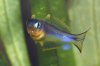 Pseudomugil Furcatus 3.jpg