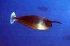 Aquarium Salz Salzwasserfische, Korallen, eaudemer.JPG