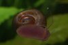 Posthornschnecke.jpg