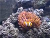 CLown und Anemone.jpg
