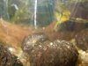 apisto2.jpg