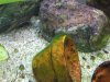 DSCF1316_kl.jpg
