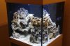 Aquarium_20110210.JPG