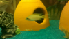 fisch2.png