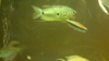 fisch3.png