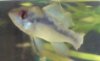 ramirezi2.JPG