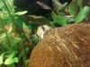 Corydoras_Panda.jpg