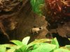 Corydoras_Panda_2.jpg