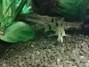 Corydoras_Panda_3.jpg